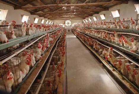 養(yǎng)殖場氨氣檢測儀報(bào)警值設(shè)定標(biāo)準(zhǔn)是多少