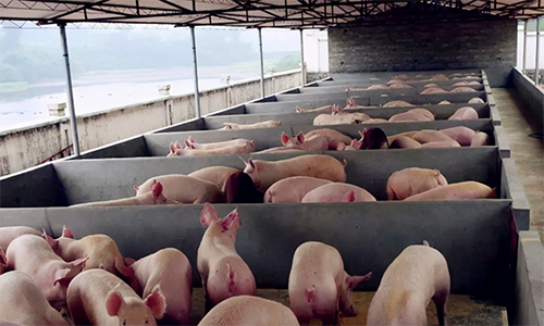 養(yǎng)豬場(chǎng)